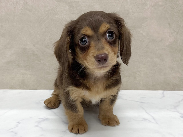 東京都のカニンヘンダックスフンド(ロング) (ペッツファースト八王子多摩美大前店/2025年12月30日生まれ/男の子/チョコレートタン)の子犬の1枚目の画像