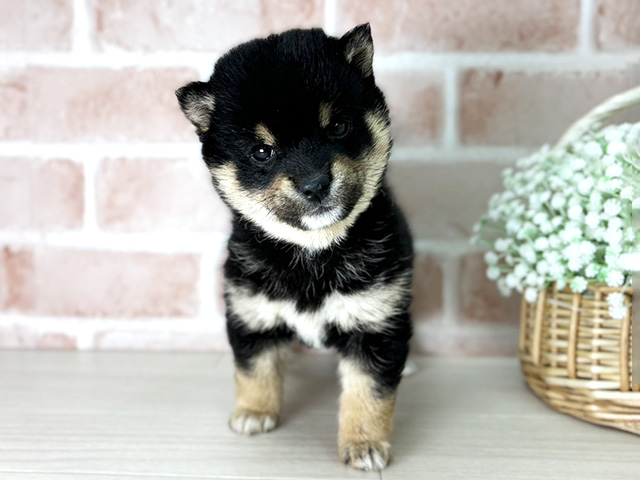 京都府の豆柴 (ペッツファースト京都店/2025年12月30日生まれ/女の子/黒)の子犬の1枚目の画像