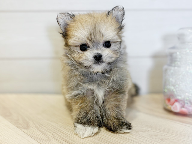 ポメラニアンミックス