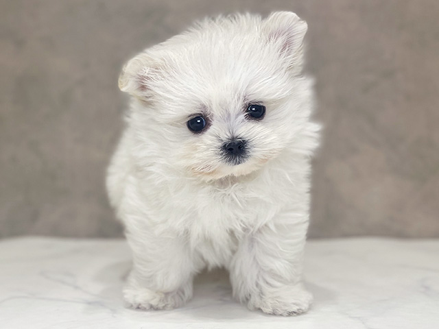 ポメラニアンミックス