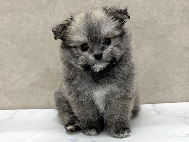 東京都のポメマル/マルポメ(ポメラニアン×マルチーズ) (ペッツファースト八王子多摩美大前店/2025年12月30日生まれ/女の子/オレンジセーブル)の子犬