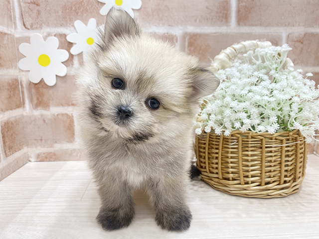 福岡県のポメマル/マルポメ(ポメラニアン×マルチーズ) (ペッツファースト筑紫野店/2025年12月30日生まれ/女の子/オレンジセーブル)の子犬の1枚目の画像