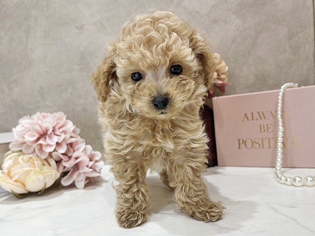 東京都のトイプードル(ティーカップ) (ペッツファースト新宿店/2025年12月30日生まれ/男の子/アプリコット)の子犬の1枚目の画像