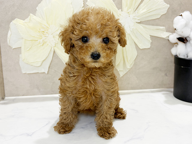 兵庫県のトイプードル(タイニー) (ペッツファースト神戸三宮センター街店/2025年12月30日生まれ/女の子/レッド)の子犬の1枚目の画像