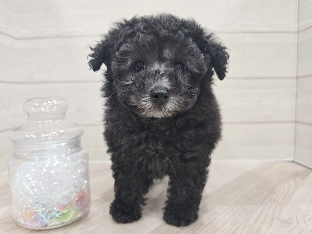 東京都のトイプードル(トイ) (ペッツファースト吉祥寺サンロード店/2025年12月28日生まれ/女の子/シルバー)の子犬の1枚目の画像