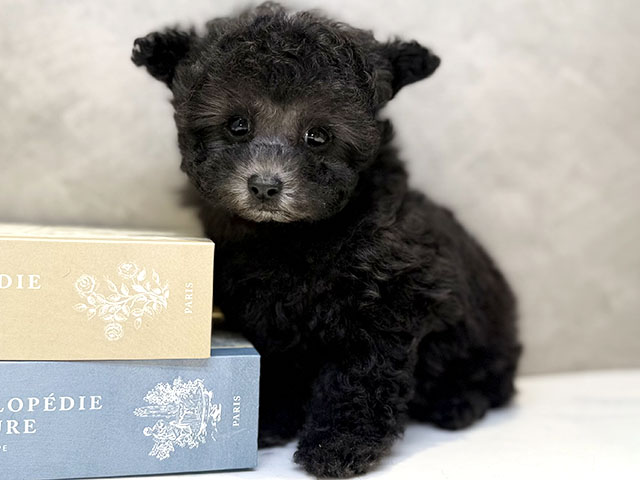 埼玉県のトイプードル(タイニー) (ペッツファースト川口店/2025年12月28日生まれ/女の子/シルバー)の子犬の1枚目の画像