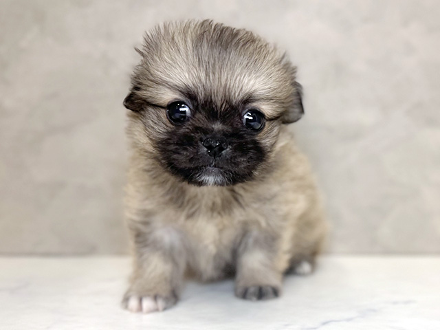 ペキニーズミックス