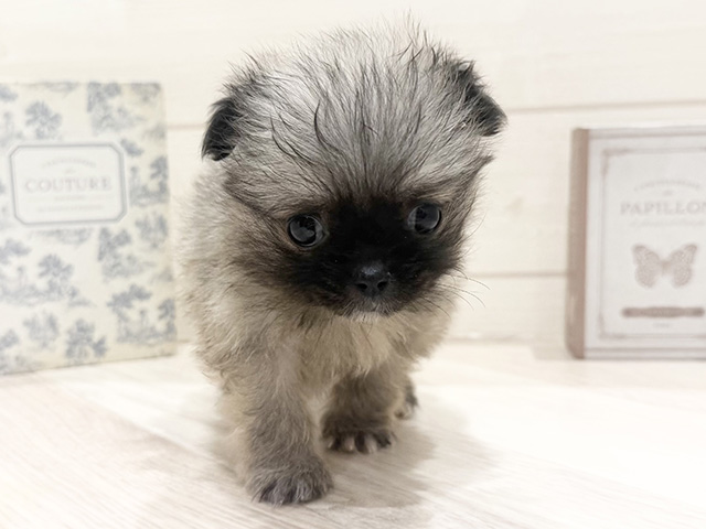 ペキニーズミックス