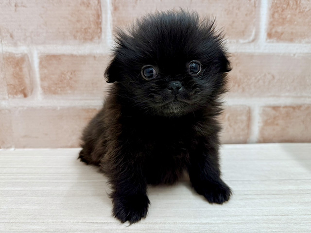 ペキニーズミックス