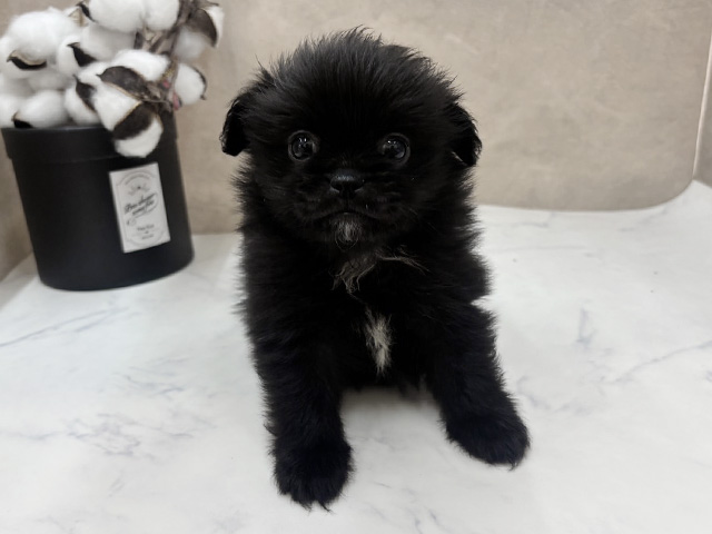 ペキニーズミックス