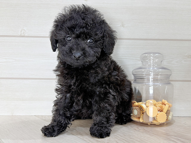 兵庫県のトイプードル(タイニー) (ペッツファースト神戸元町店/2025年12月28日生まれ/男の子/ブラック)の子犬