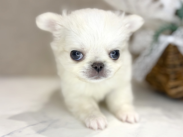 大阪府のチワペキ/ペキチー/ペキチワ(チワワ×ペキニーズ) (ペッツファースト茶屋町店/2025年12月23日生まれ/男の子/クリームホワイト)の子犬の1枚目の画像
