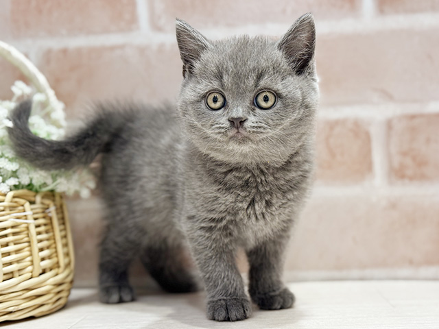 ブリティッシュ