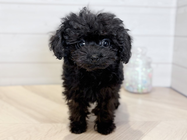 神奈川県のトイプードル(タイニー) (ペッツファースト川崎店/2025年12月27日生まれ/男の子/ブラック)の子犬の1枚目の画像