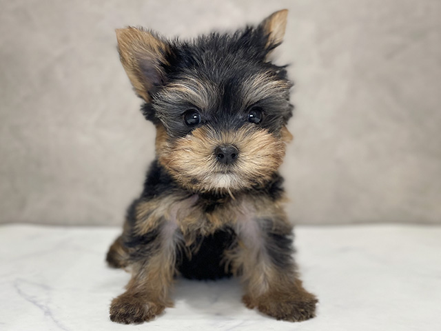 ヨークシャーテリア