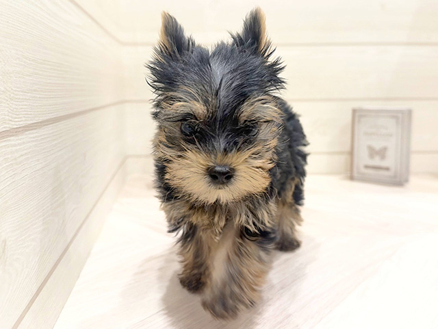 ヨークシャーテリア