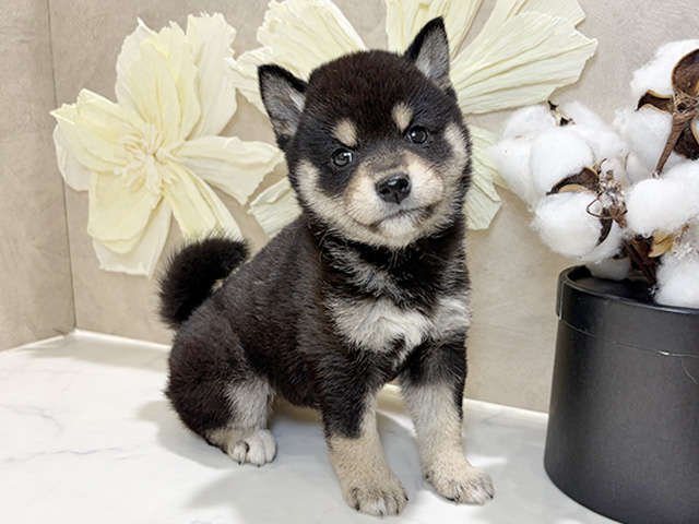 兵庫県の豆柴 (ペッツファースト神戸三宮センター街店/2025年12月30日生まれ/女の子/黒)の子犬