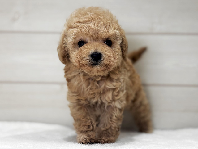 大阪府のトイプードル(タイニー) (ペッツファースト梅田店/2025年12月30日生まれ/男の子/アプリコット)の子犬の1枚目の画像