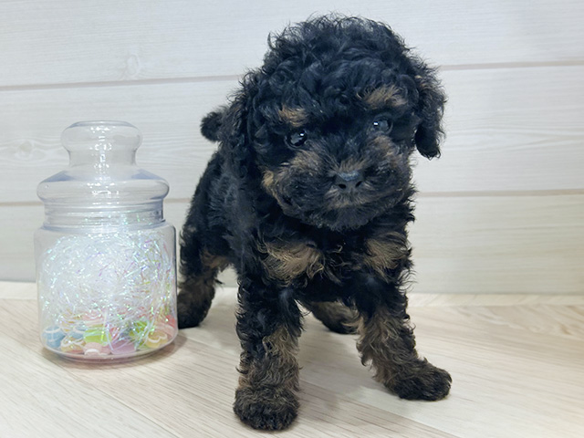 大阪府のトイプードル(タイニー) (ペッツファーストららぽーと門真店/2025年12月30日生まれ/女の子/ブラックタン)の子犬の1枚目の画像