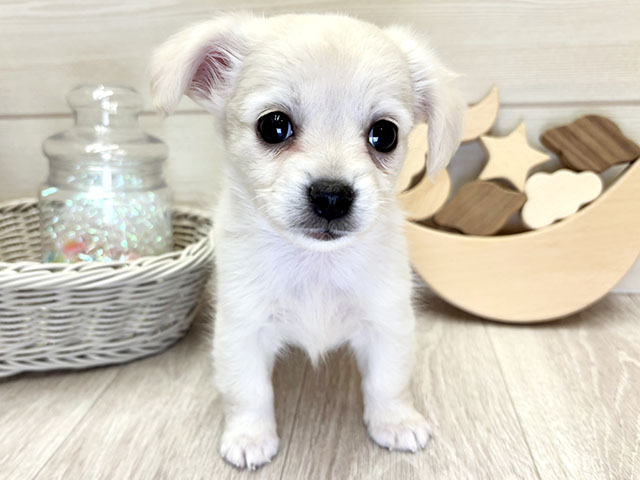 愛知県のチワックス(チワワ×ダックス) (ペッツファースト大高店/2025年12月27日生まれ/女の子/イエロー)の子犬の1枚目の画像