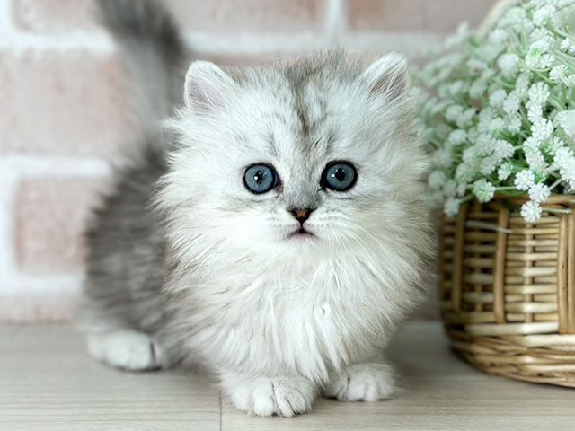 京都府のミヌエット (ペッツファースト京都店/2025年12月23日生まれ/女の子/シェーデットシルバー)の子猫