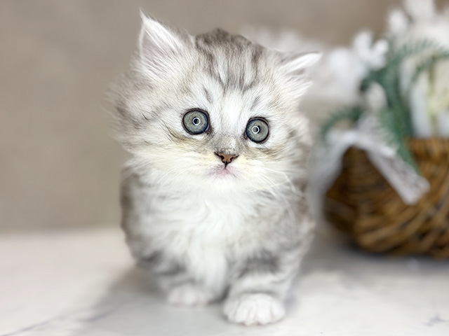 大阪府のマンチカン (ペッツファースト茶屋町店/2025年12月29日生まれ/男の子/シルバータビーホワイト)の子猫の1枚目の画像