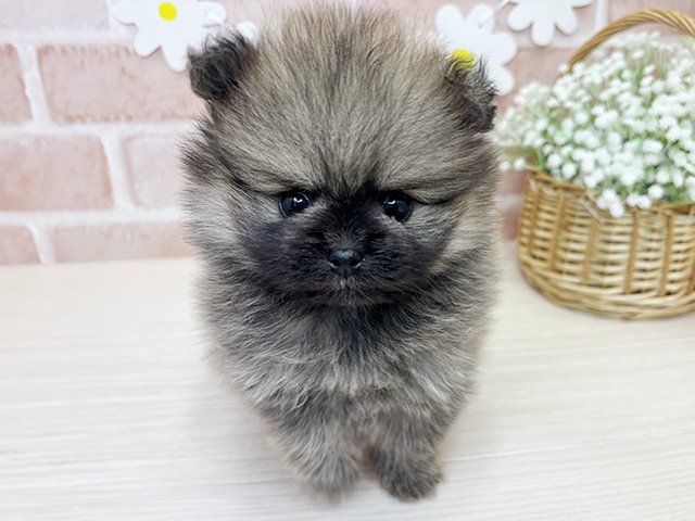 鹿児島県のポメラニアン (ペッツファースト鹿児島店/2025年12月31日生まれ/女の子/ウルフセーブル)の子犬の1枚目の画像