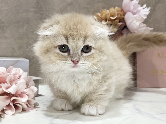 東京都のミヌエット (ペッツファースト新宿店/2025年12月26日生まれ/女の子/クリームタビーホワイト)の子猫の1枚目の画像