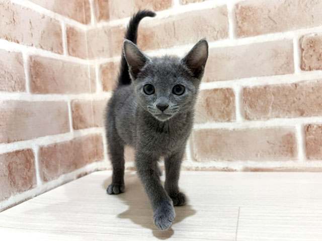 ロシアンブルー, 性別 女の子, 誕生日 2025/12/28, 毛色 ブルー, 出身 東京都, 店舗 for cats横浜元町店(神奈川県), お問い合わせ番号 2510454
