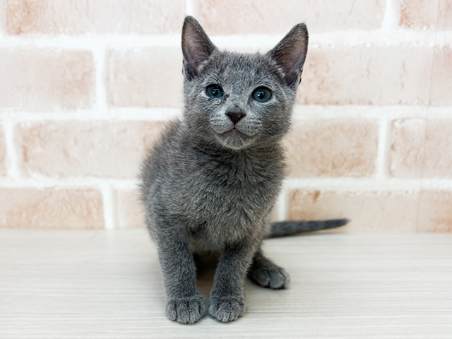 ロシアンブルー, 性別 女の子, 誕生日 2025/12/28, 毛色 ブルー, 出身 東京都, 店舗 さいたま新都心店(埼玉県), お問い合わせ番号 2510455