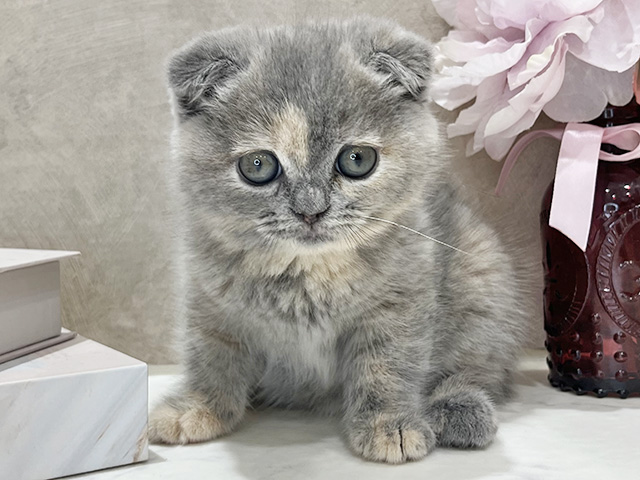 東京都のスコティッシュフォールド (ペッツファースト新宿店/2025年12月26日生まれ/女の子/ブルークリーム)の子猫の1枚目の画像