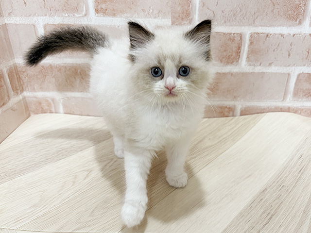 愛知県のラグドール (ペッツファースト長久手店/2025年12月28日生まれ/男の子/シールポイントバイカラー)の子猫の1枚目の画像