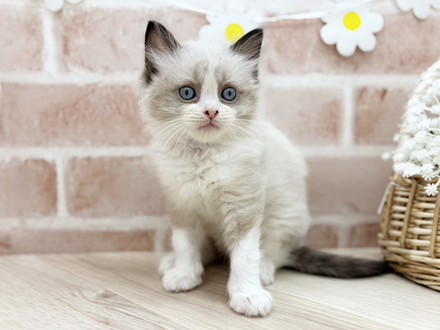 東京都のラグドール (ペッツファーストfor cats武蔵小山店/2025年12月28日生まれ/男の子/シールポイントバイカラー)の子猫の1枚目の画像