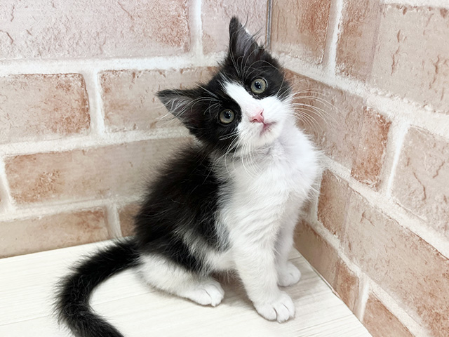 東京都のサイベリアン (ペッツファースト荻窪店/2025年12月28日生まれ/男の子/ブラックホワイト)の子猫