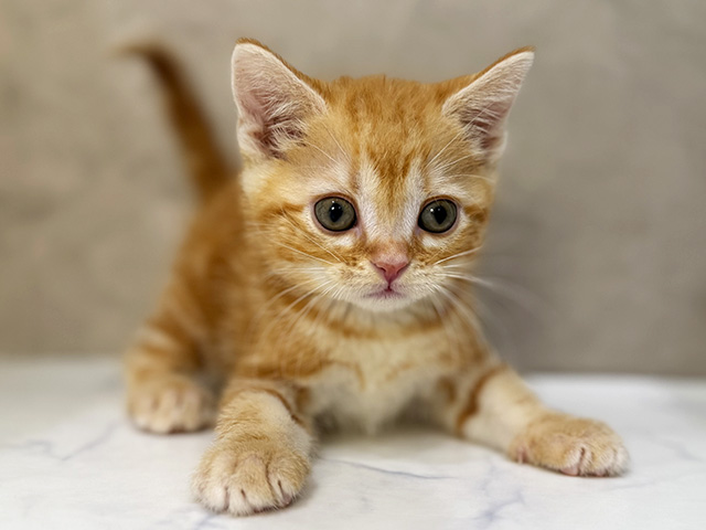 東京都のアメリカンショートヘアー (ペッツファーストららぽーと立川立飛店/2025年12月18日生まれ/男の子/レッドタビー)の子猫の1枚目の画像