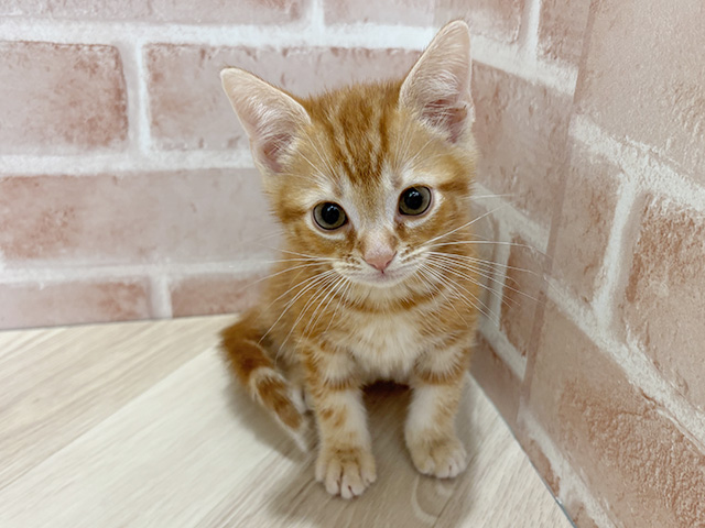 愛知県のアメリカンショートヘアー (ペッツファースト長久手店/2025年12月22日生まれ/男の子/レッドタビー)の子猫の1枚目の画像
