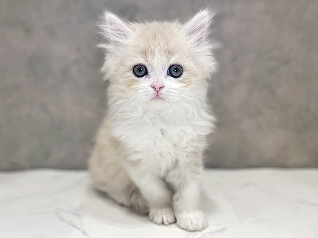 千葉県のサイベリアン (ペッツファーストららぽーとTOKYO-BAY店/2025年12月20日生まれ/男の子/クリームタビーホワイト)の子猫の1枚目の画像