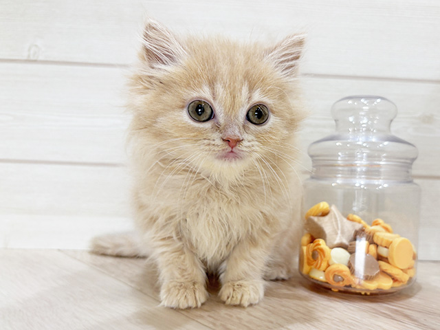 兵庫県のサイベリアン (ペッツファースト神戸元町店/2025年12月22日生まれ/女の子/クリームタビー)の子猫