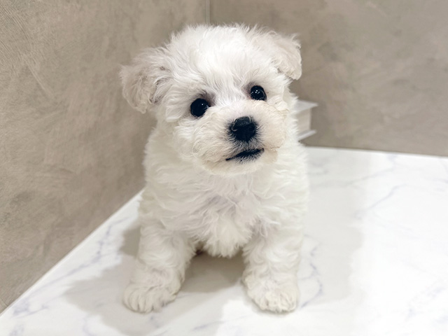 大阪府のビションフリーゼ (ペッツファースト難波店/2025年12月27日生まれ/女の子/ホワイト)の子犬の1枚目の画像