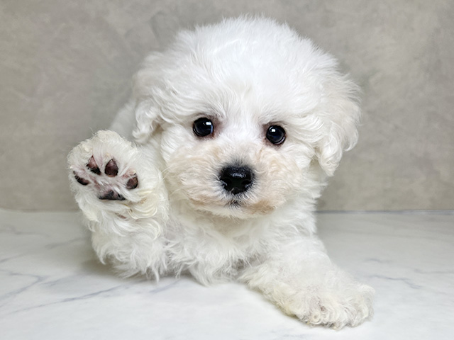 千葉県のビションフリーゼ (ペッツファースト稲毛店/2025年12月27日生まれ/男の子/ホワイト)の子犬の1枚目の画像