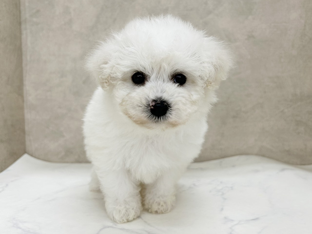 埼玉県のビションフリーゼ (ペッツファースト岩槻店/2025年12月27日生まれ/男の子/ホワイト)の子犬の1枚目の画像