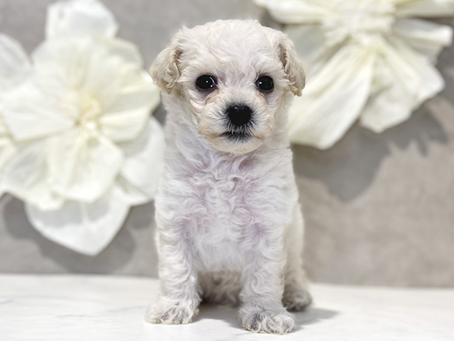 東京都のビションプー(ビションフリーゼ×プードル) (ペッツファースト下北沢店/2025年12月31日生まれ/男の子/クリーム)の子犬の1枚目の画像