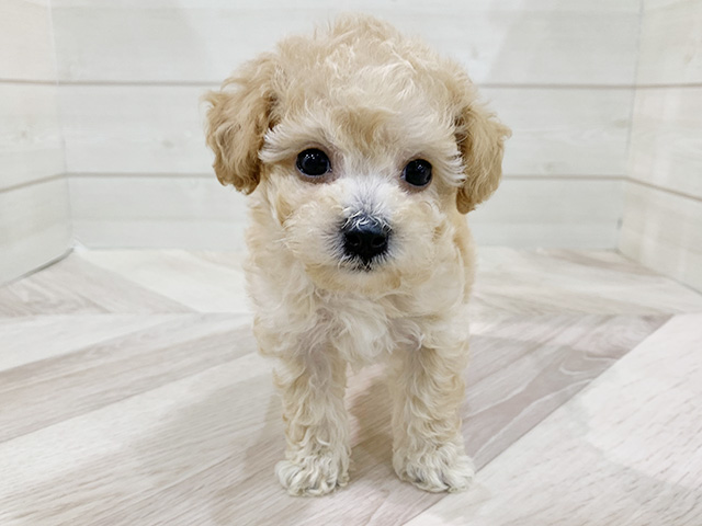 福岡県のビションプー(ビションフリーゼ×プードル) (ペッツファースト福岡天神店/2025年12月31日生まれ/男の子/アプリコット)の子犬