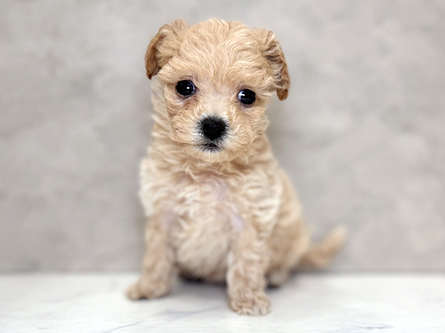 トイプードルミックス