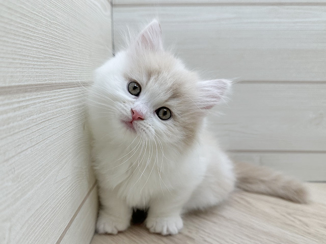 東京都のマンチカン (ペッツファースト渋谷店/2025年12月27日生まれ/男の子/クリームタビーホワイト)の子猫の1枚目の画像