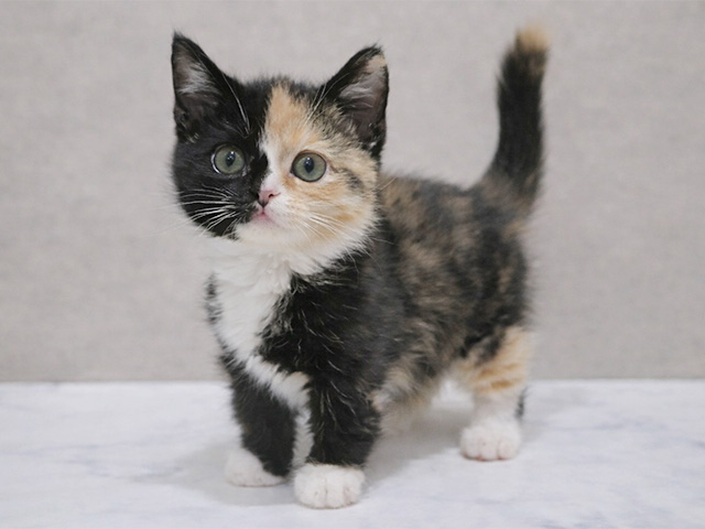 マンチカン, 性別 女の子, 誕生日 2025/12/27, 毛色 キャリコ, 出身 埼玉県, 店舗 中野店(東京都), お問い合わせ番号 2510504