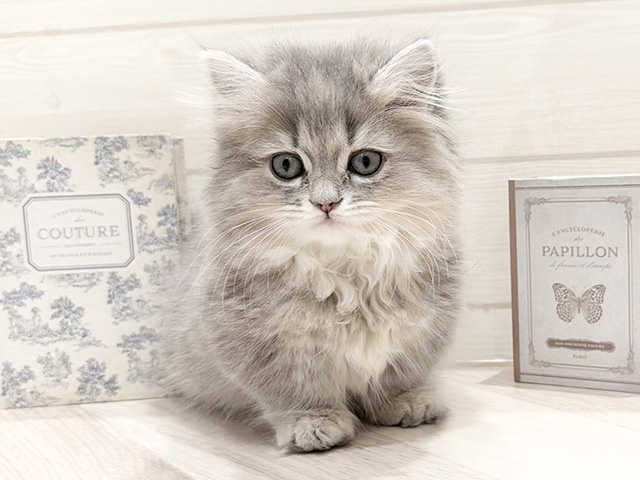 愛知県のマンチカン (ペッツファースト岡崎店/2025年12月30日生まれ/女の子/ブルータビー)の子猫の1枚目の画像