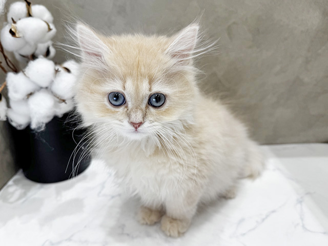 愛知県のラガマフィン (ペッツファースト名古屋栄店/2025年12月20日生まれ/男の子/クリームタビー)の子猫の1枚目の画像