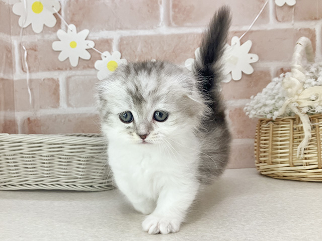 東京都のマンチカン (ペッツファーストお台場店/2025年12月24日生まれ/男の子/ブルーシルバータビーホワイト)の子猫の1枚目の画像