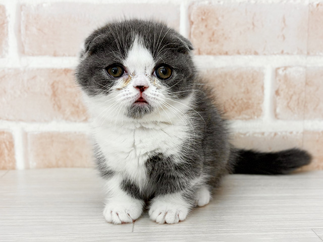 埼玉県のマンチカン (ペッツファーストさいたま新都心店/2025年12月15日生まれ/女の子/ブルーホワイト)の子猫の1枚目の画像